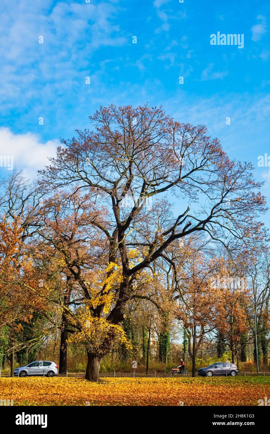 Oak in Treptower Park, Berlino, Germania Foto Stock