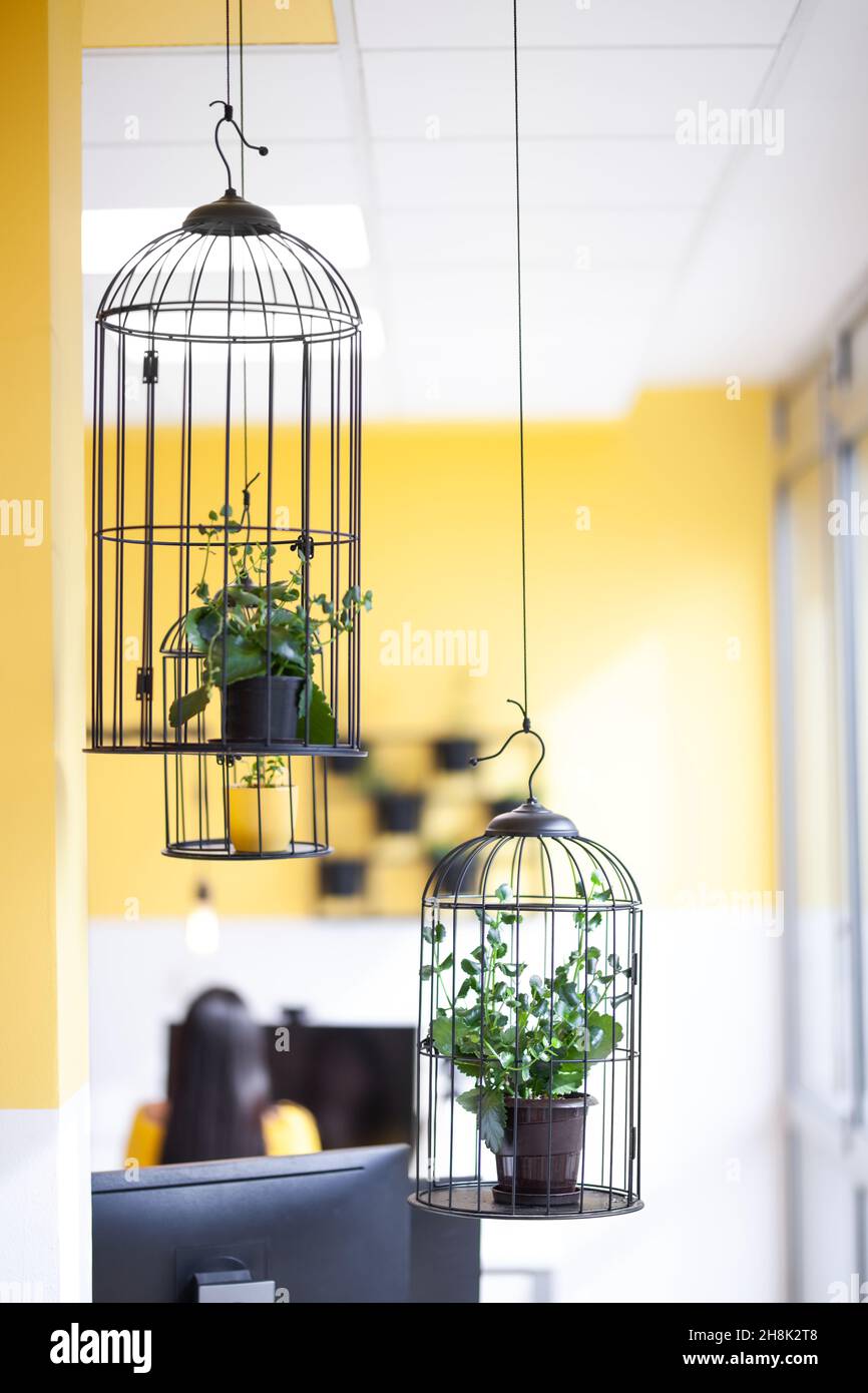 Gabbia ornitativa appesa in un moderno ufficio di coworking. Piante all'interno. Foto Stock