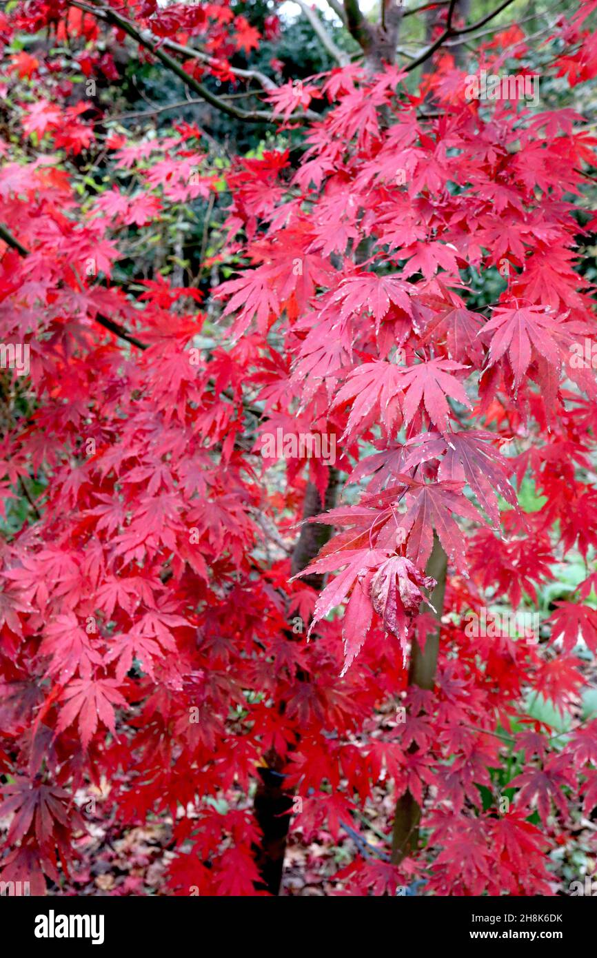 Acer palmatum ‘Bloodgood’ Bloodgood acero giapponese – foglie rosse brillanti e corteccia verde con marcature nere, novembre, Inghilterra, Regno Unito Foto Stock