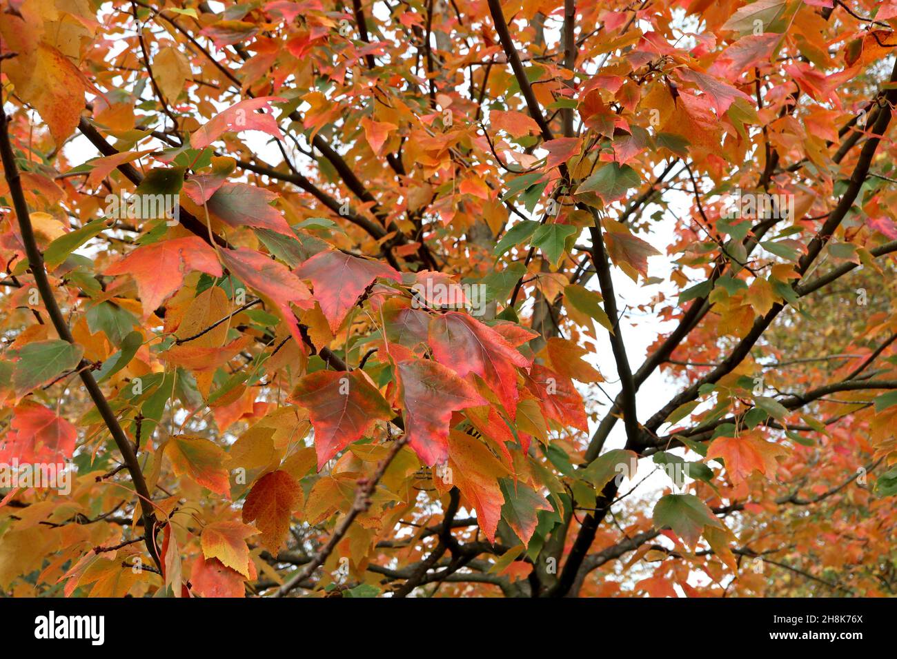 Acer rubrum ‘Sun Valley’ rosso acero Sun Valley – scarlatto e foglie di lobi verde scuro con margini leggermente seghettati, novembre, Inghilterra, Regno Unito Foto Stock