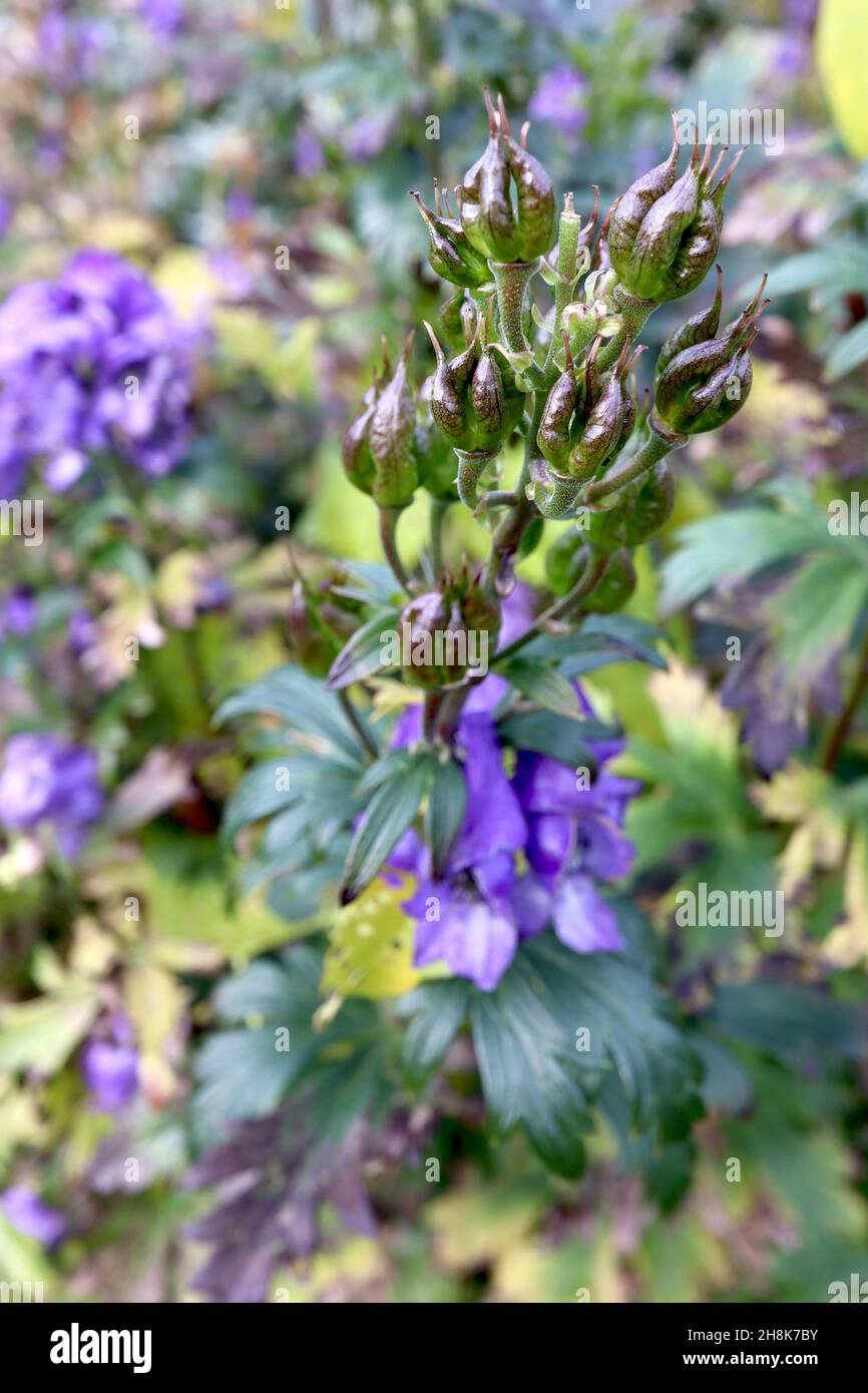 Cappa di Aconitum napellus Monk – teste di seme a forma di dito, viola lucido e verde, e sottili foglie a lobi, novembre, Inghilterra, Regno Unito Foto Stock