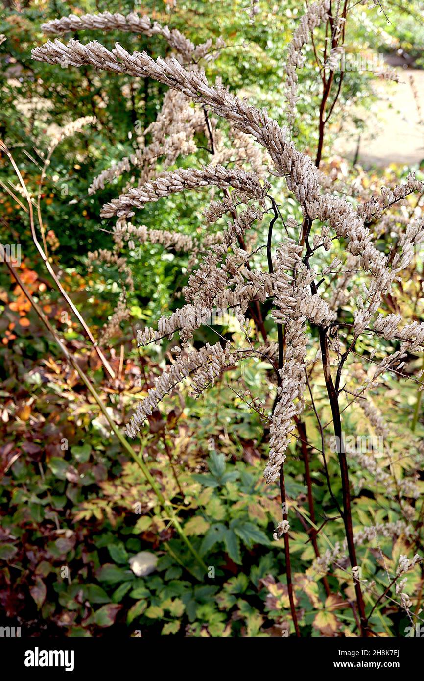 Actaea racemosa Black cohosh – gruppi densi di teste di pietrine tubolari lungo steli ad arco, novembre, Inghilterra, Regno Unito Foto Stock