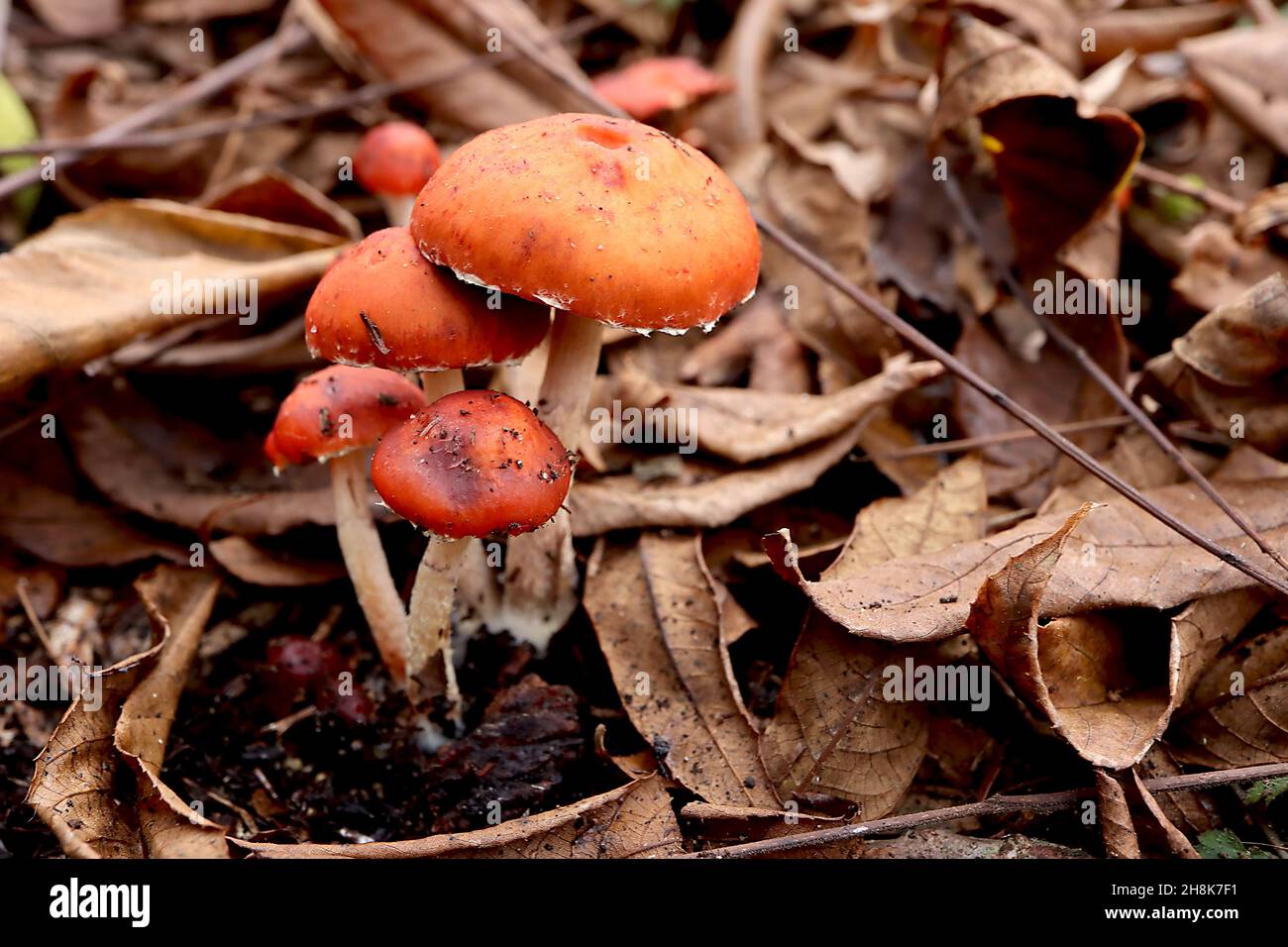 Amanita caesarea il fungo di Caesar – fungo commestibile con cappuccio rosso arancio e crema, novembre, Inghilterra, Regno Unito Foto Stock