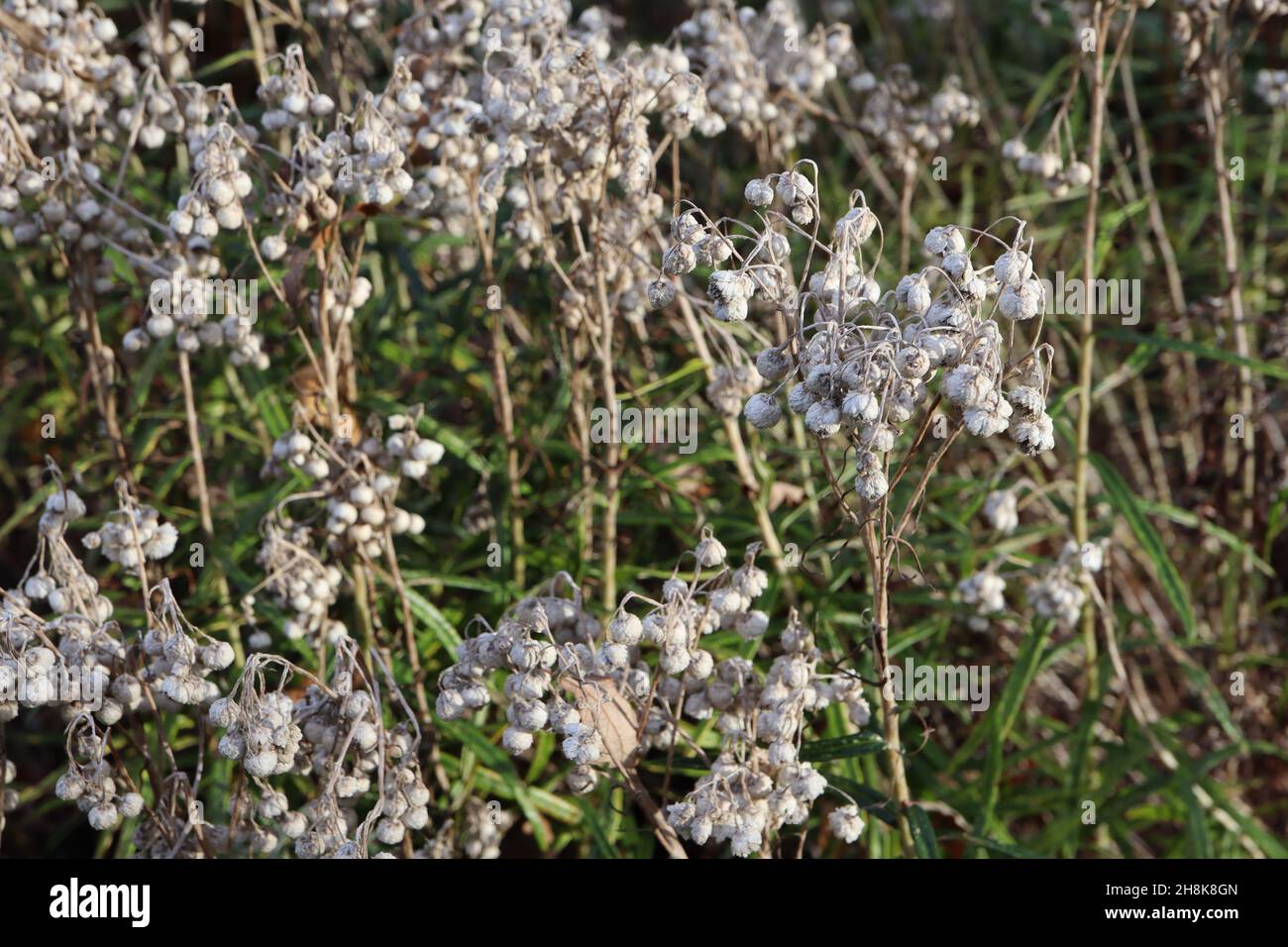 Anaphalis triplinervis Everduring – chiuse bianche a margherita di teste di semi essiccati, metà verde foglie strette, novembre, Inghilterra, Regno Unito Foto Stock