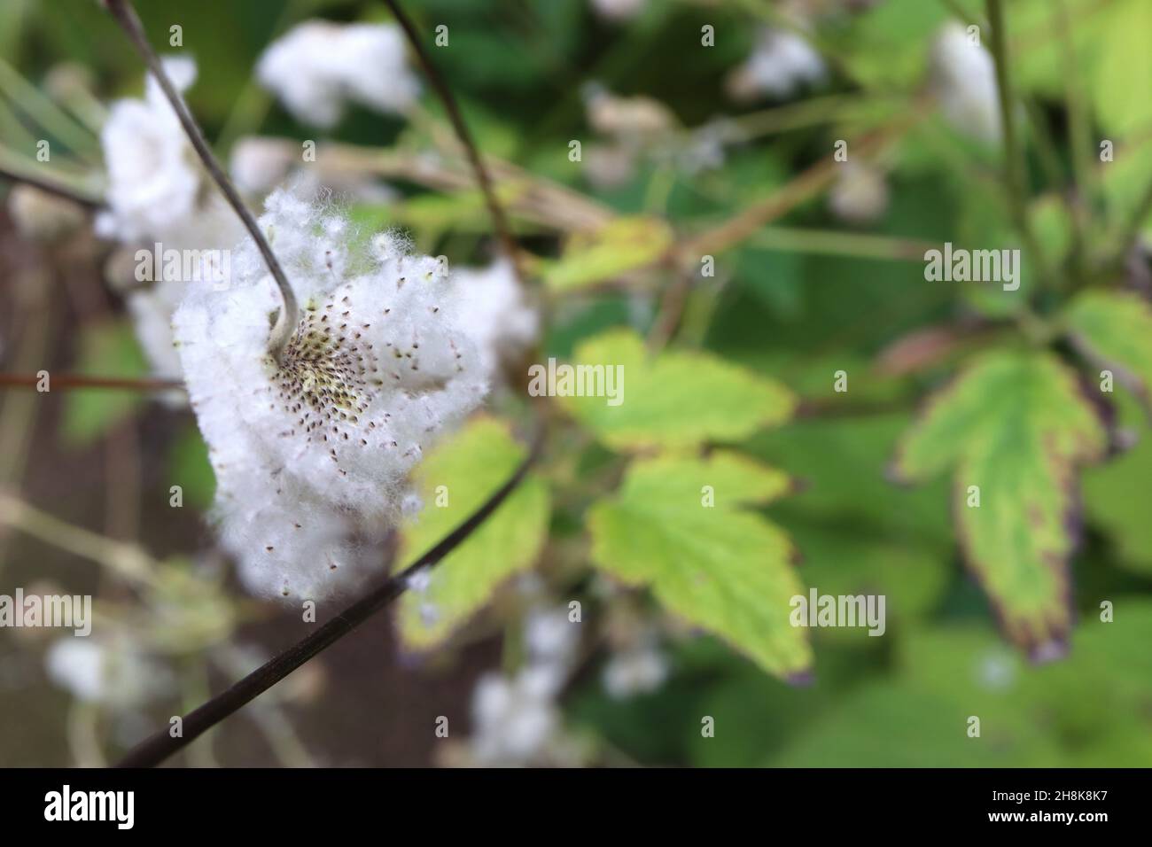 Anemone x Hybrid anemone giapponese – teste di seme soffice bianco e foglie verde medio lobate, novembre, Inghilterra, Regno Unito Foto Stock