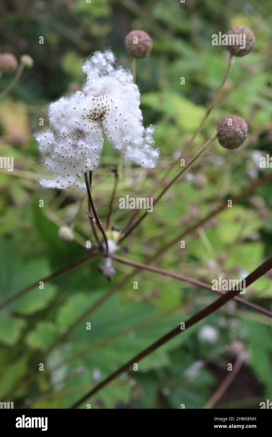 Anemone x Hybrid anemone giapponese – teste di seme soffice bianco e foglie verde medio lobate, novembre, Inghilterra, Regno Unito Foto Stock
