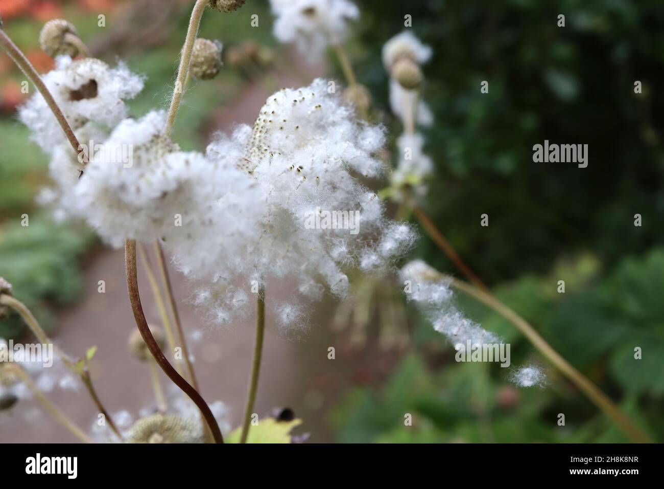 Anemone x Hybrid anemone giapponese – teste di seme soffice bianco e foglie verde medio lobate, novembre, Inghilterra, Regno Unito Foto Stock