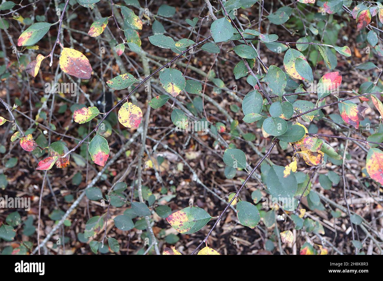 Aronia melanocarpa nero chokeberry – piccole foglie ovali di verde scuro con macchie rosse e gialle, novembre, Inghilterra, Regno Unito Foto Stock