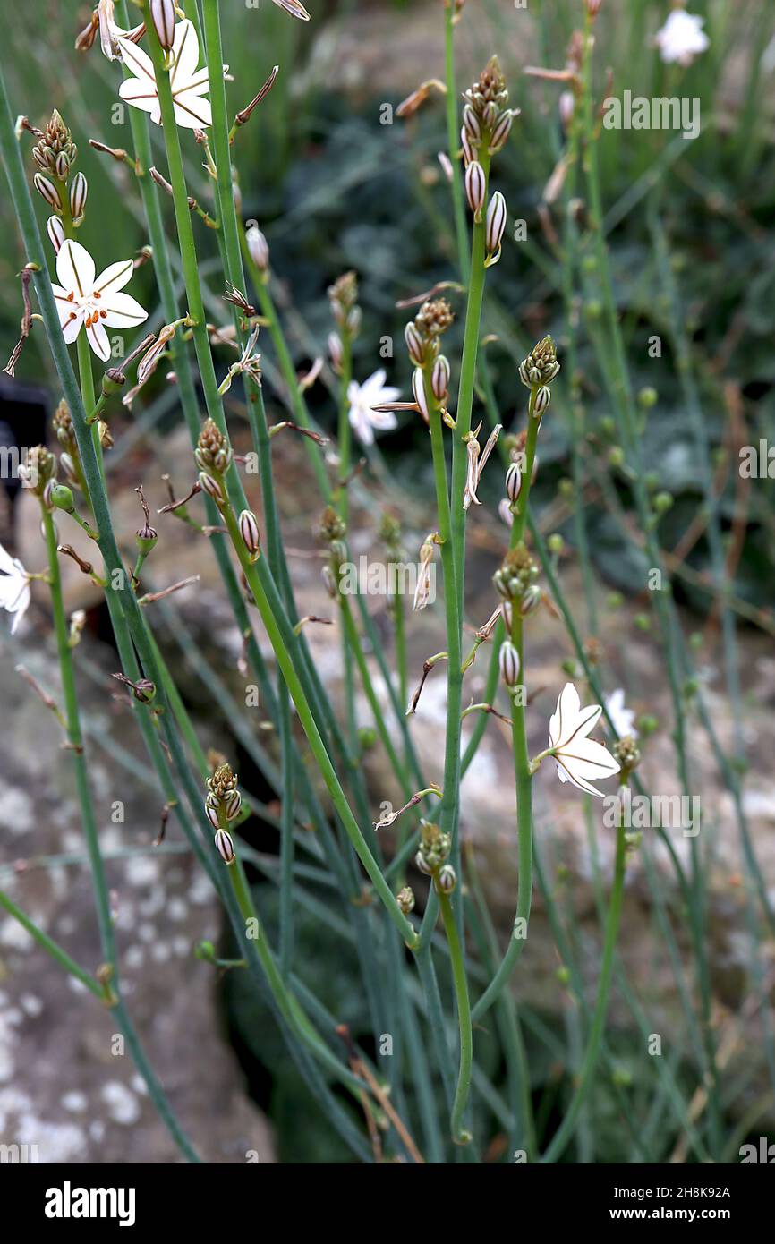 Asphodelus fitulosus cipolla erbaccia – fiori bianchi a forma di stella con strisce verdi, foglie lineari verdi grigie, novembre, Inghilterra, Regno Unito Foto Stock