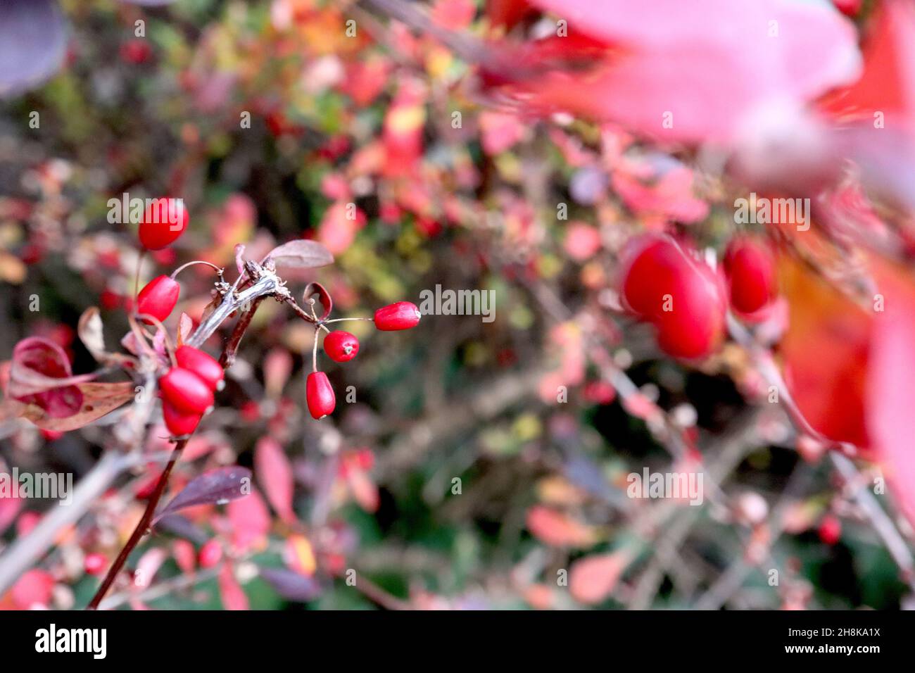 Beris thunbergii bacche giapponesi – bacche rosse lucide ovoidi e foglie di obovato viola e rosso, novembre, Inghilterra, Regno Unito Foto Stock