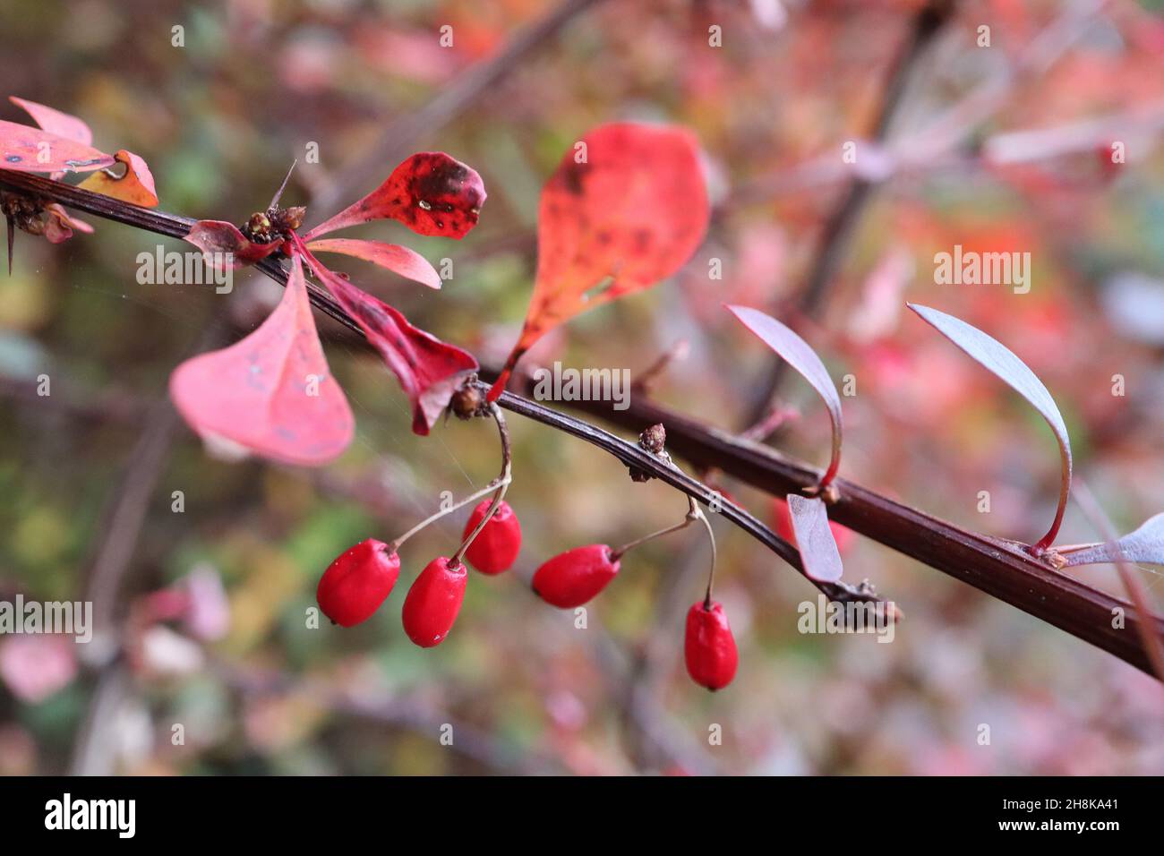 Beris thunbergii bacche giapponesi – bacche rosse lucide ovoidi e foglie di obovato viola e rosso, novembre, Inghilterra, Regno Unito Foto Stock