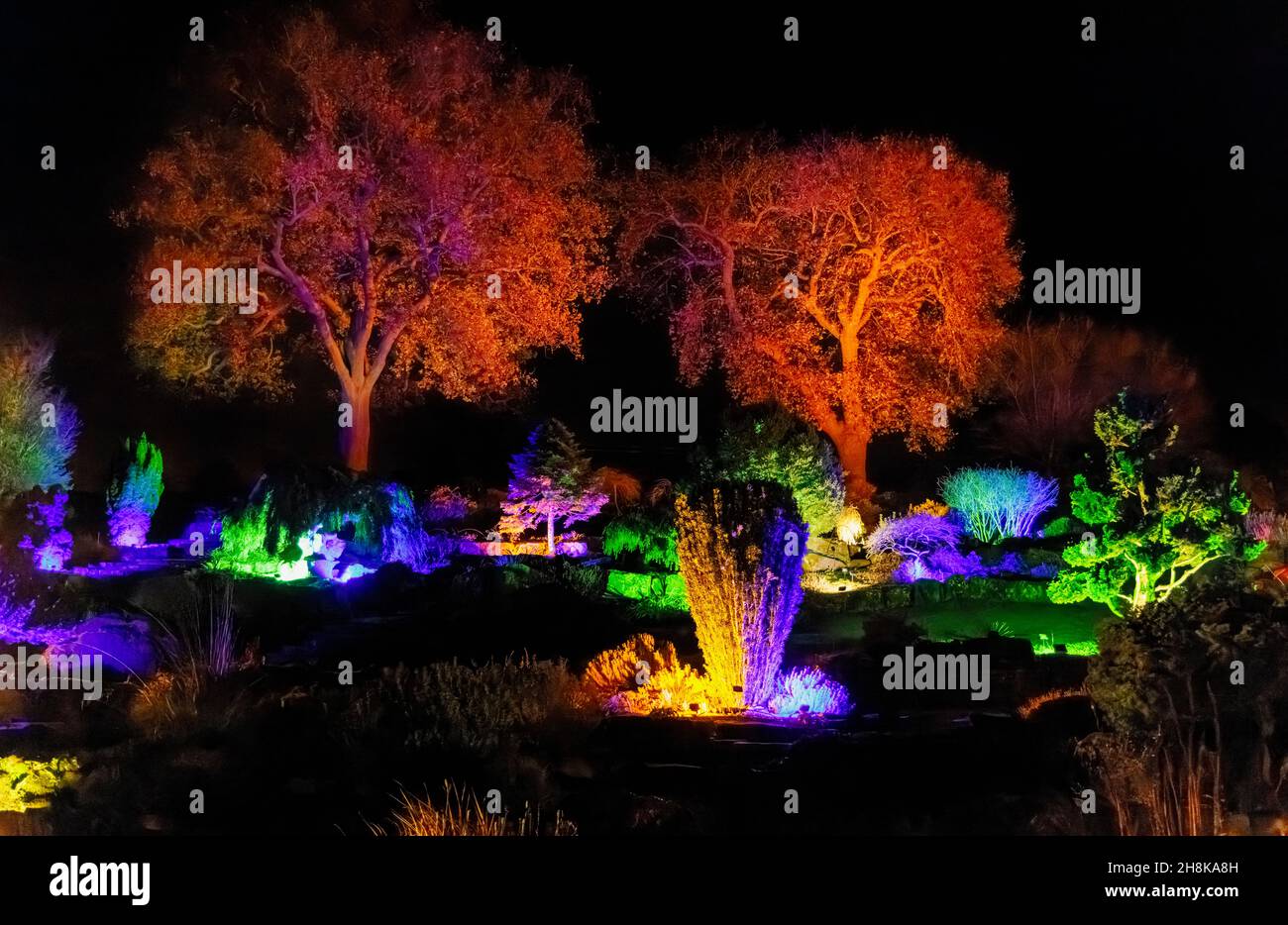Alberi illuminati e arbusti sulla rockery a Glow 2021, l'evento annuale di illuminazione natalizia al RHS Garden, Wisley, Woking, Surrey Foto Stock