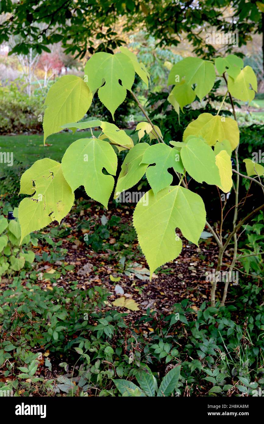 Broussonetia papyrifera gelso di carta – giallo fuzzy e foglie di verde medio, lobato variabile e unlobed, novembre, Inghilterra, Regno Unito Foto Stock
