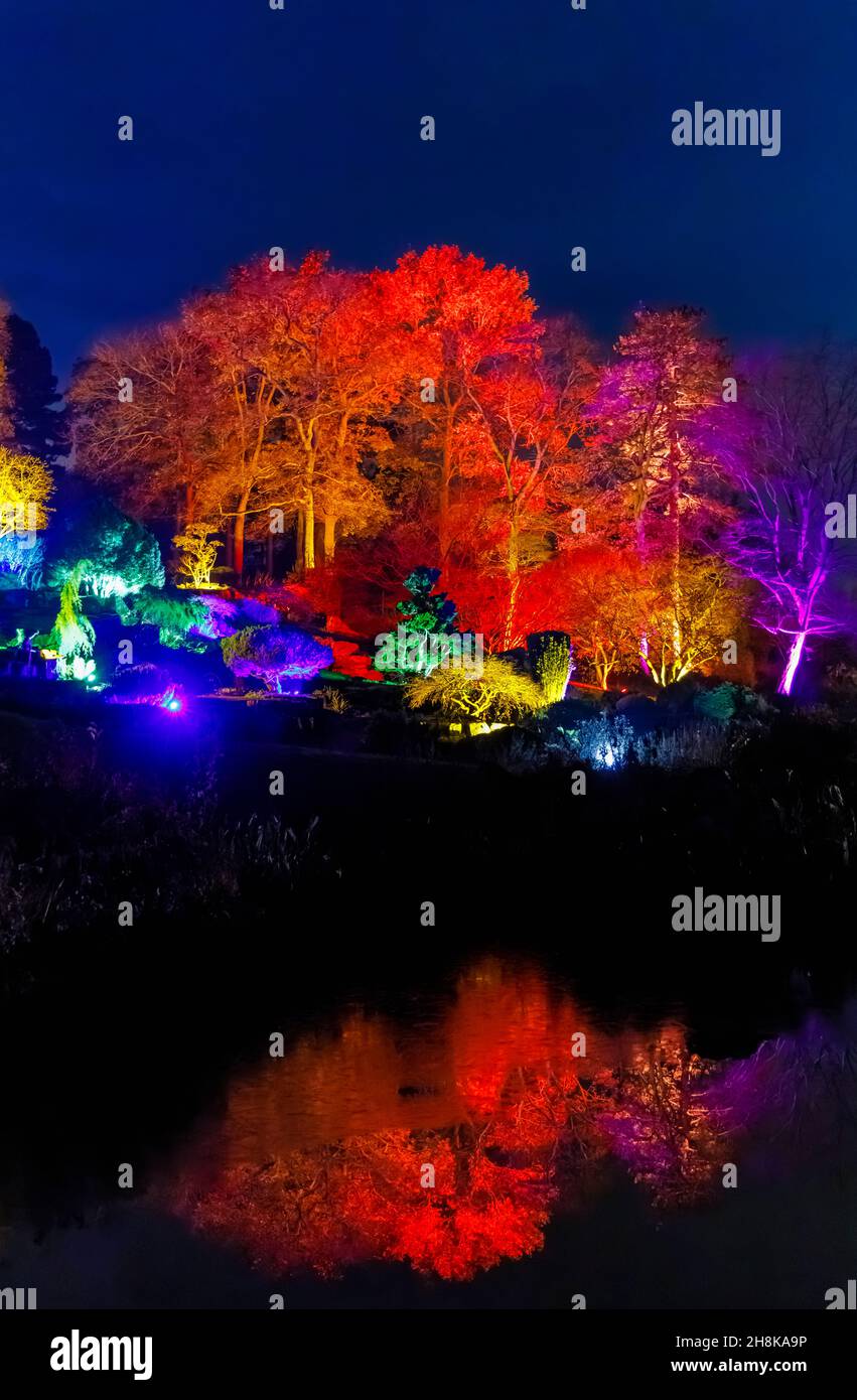 Alberi multicolore sulla rockery e riflessi illuminati a Glow 2021, l'evento annuale di illuminazione natalizia al RHS Garden, Wisley, Surrey Foto Stock