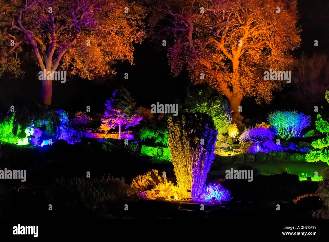 Alberi illuminati e arbusti sulla rockery a Glow 2021, l'evento annuale di illuminazione natalizia al RHS Garden, Wisley, Woking, Surrey Foto Stock