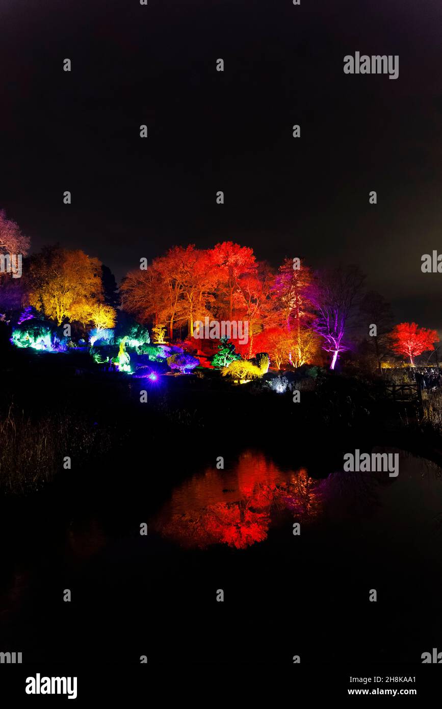 Alberi multicolore sulla rockery e riflessi illuminati a Glow 2021, l'evento annuale di illuminazione natalizia al RHS Garden, Wisley, Surrey Foto Stock