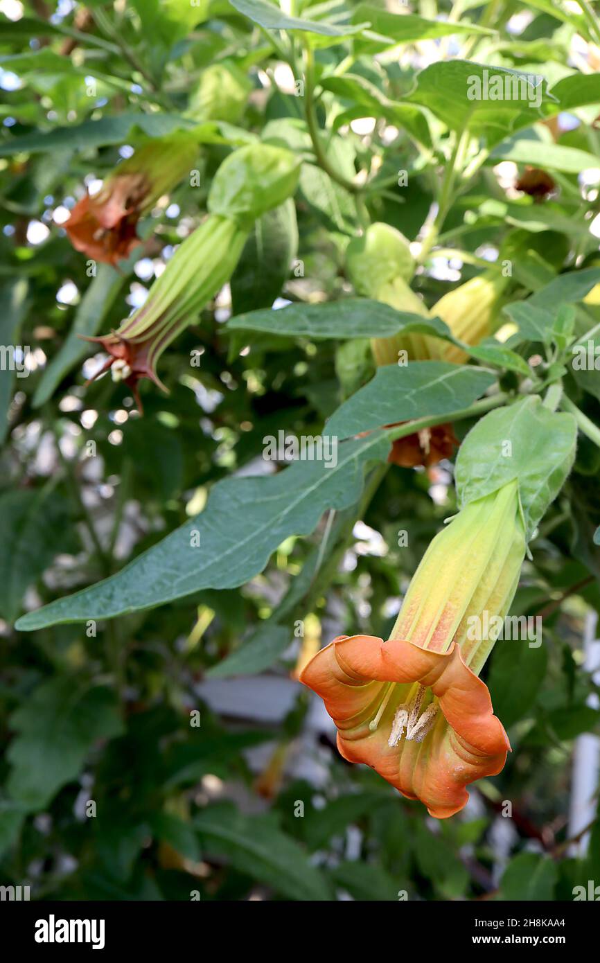 Tromba d’angelo rosso Brugmansia sanguinea - lunghi fiori d’arancio a forma di imbuto con tubo verde pallido e brevi estremità a petalo a punta riflesso, Regno Unito Foto Stock