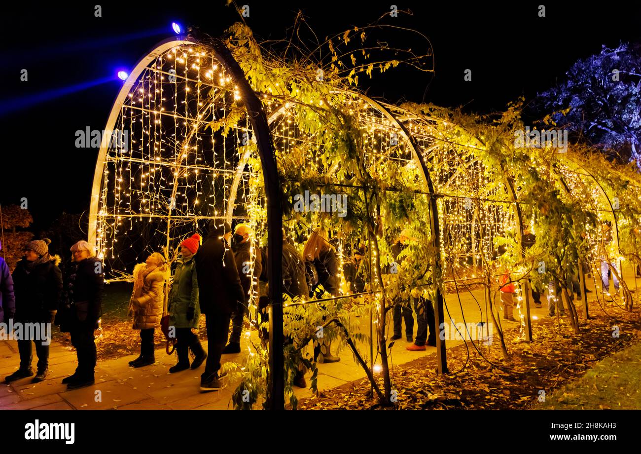 Arch con luci scintillanti al Glow 2021, l'evento annuale di luci natalizie al RHS Garden, Wisley, Woking, Surrey Foto Stock