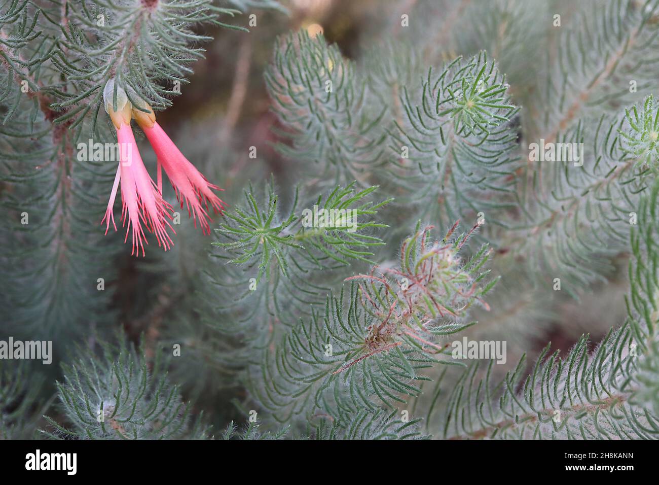 Calothamnus sanguineus silky-leaved fiore del sangue – corallo rosa fiori tubolari con estremità di petalo sfilacciate e grigio verde ago-come foglie pelose, Regno Unito Foto Stock