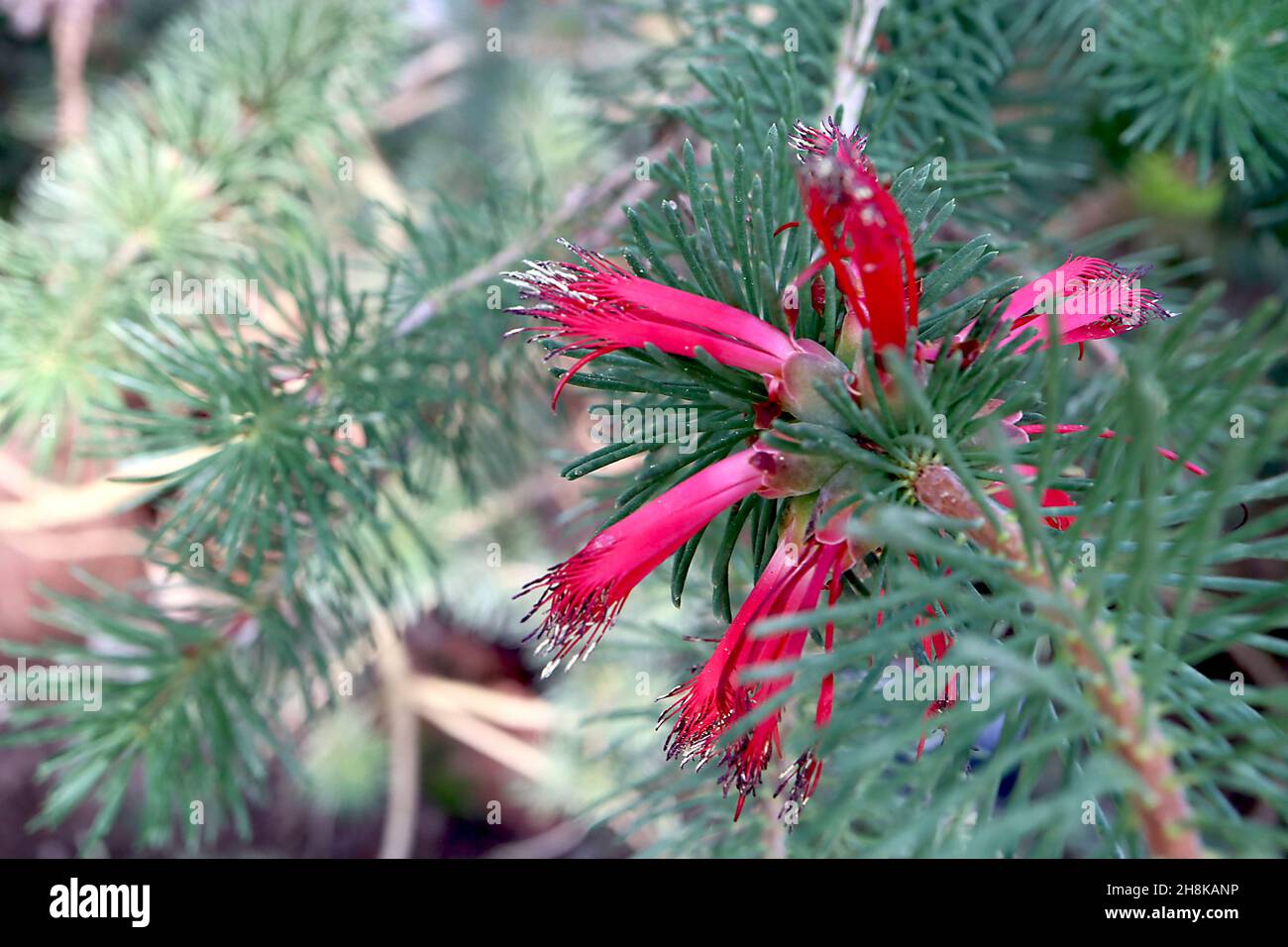 Calothamnus validus Barrens flower – fiori rosa profondi simili a quelli di un volantino con estremità di petalo sfilacciate e foglie verdi grigie simili ad aghi, novembre, Regno Unito Foto Stock