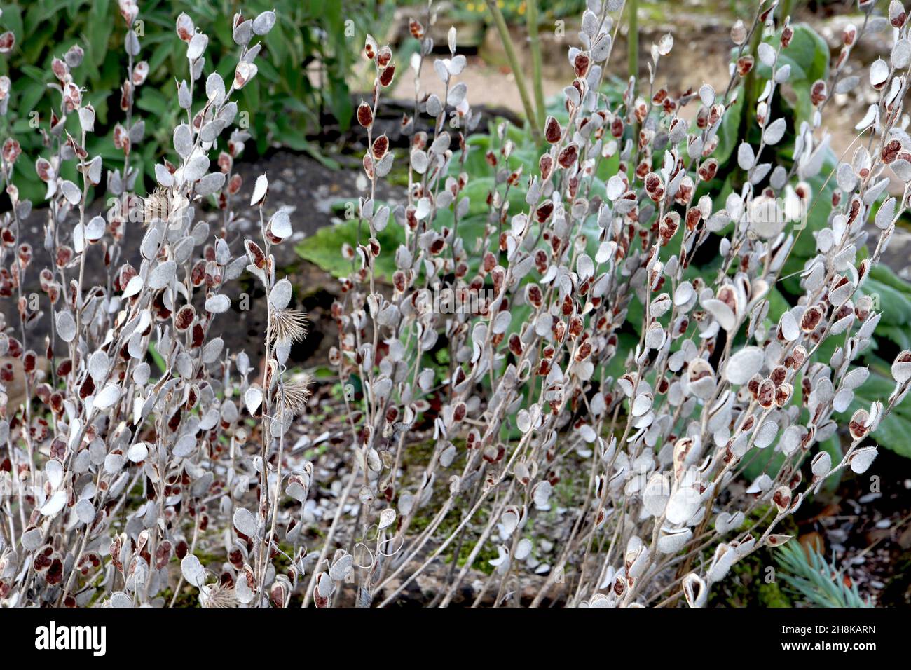 Campanula teste DI SEMI di allariifolia fiore di corna – teste di semi ovali grigio argento con semi marroni, novembre, Inghilterra, Regno Unito Foto Stock