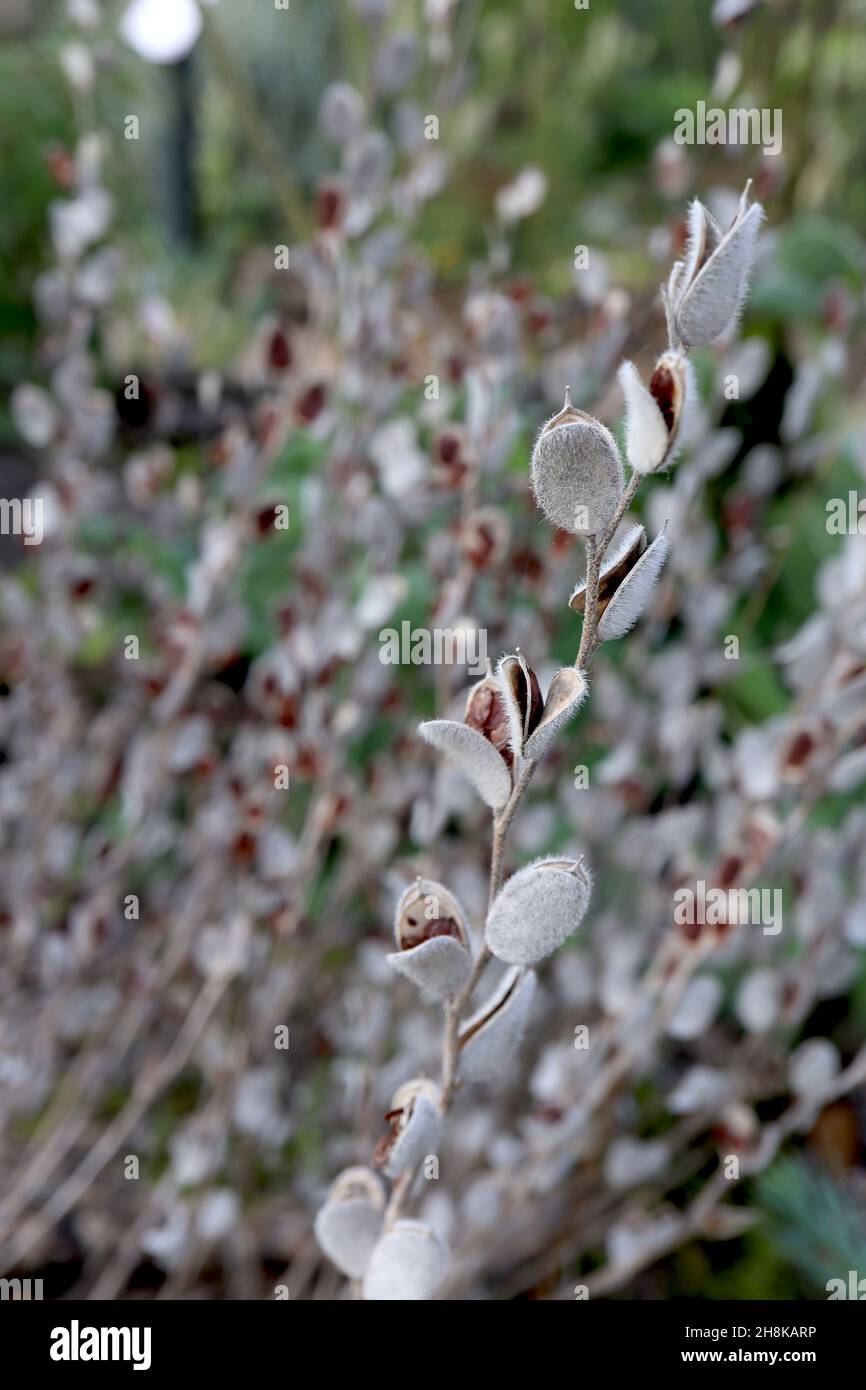 Campanula teste DI SEMI di allariifolia fiore di corna – teste di semi ovali grigio argento con semi marroni, novembre, Inghilterra, Regno Unito Foto Stock