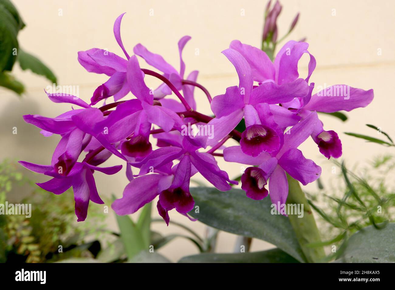 Cattleya / Guarianthe bowringiana orchidea – fiori viola pallido con corona viola e marcature cremisi, gola bianca, novembre, Inghilterra, Regno Unito Foto Stock