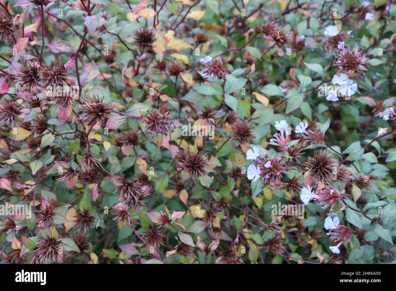 Ceratostigma willmottianum ‘Forest Blue’ Plumbago cinese – fiori blu cielo, teste sferiche di semi rosati e foglie verdi fresche con contorno rosso Foto Stock