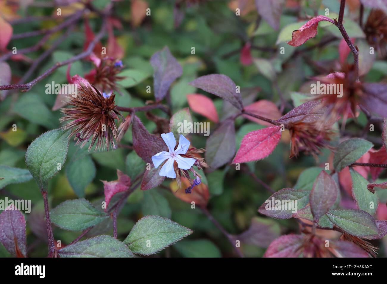 Ceratostigma willmottianum ‘Forest Blue’ Plumbago cinese – fiori blu cielo, teste sferiche di semi rosati e foglie verdi fresche con contorno rosso Foto Stock