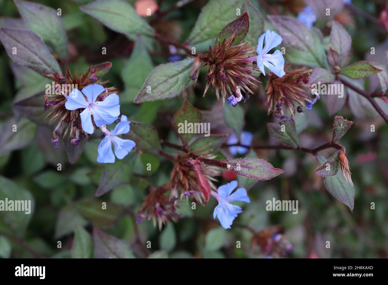 Ceratostigma willmottianum ‘Forest Blue’ Plumbago cinese – fiori blu cielo, teste sferiche di semi rosati e foglie verdi fresche con contorno rosso Foto Stock