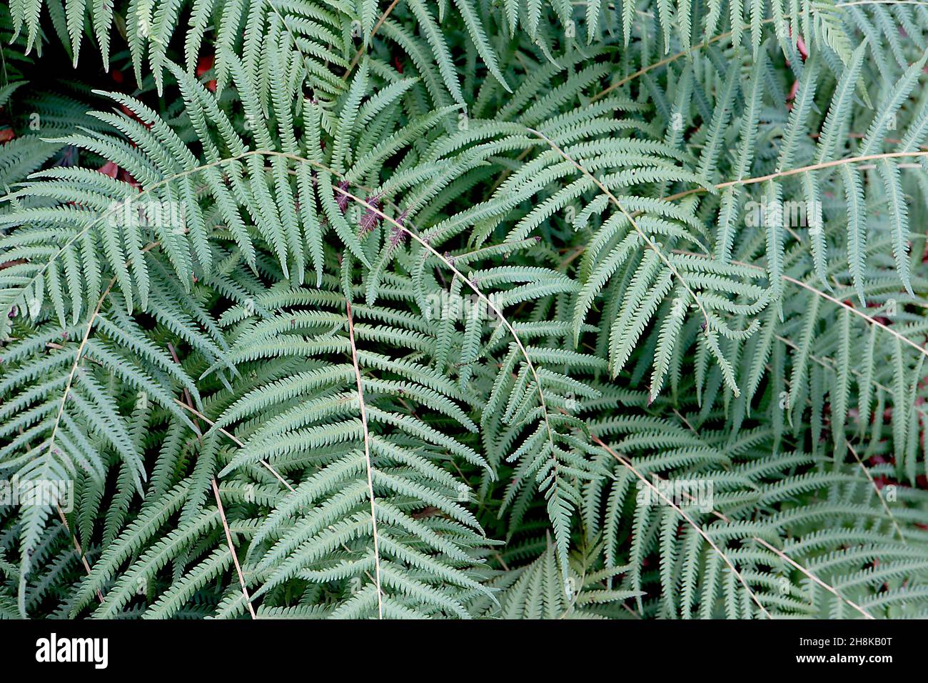 Christella normalis Southern Shield Fern – bipinnate fronti verdi medi su arcate rami, novembre, Inghilterra, Regno Unito Foto Stock