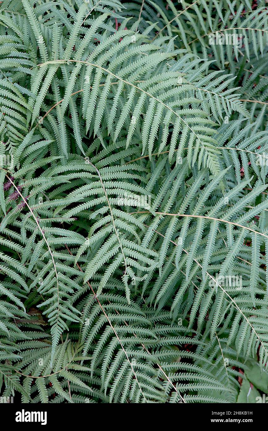 Christella normalis Southern Shield Fern – bipinnate fronti verdi medi su arcate rami, novembre, Inghilterra, Regno Unito Foto Stock