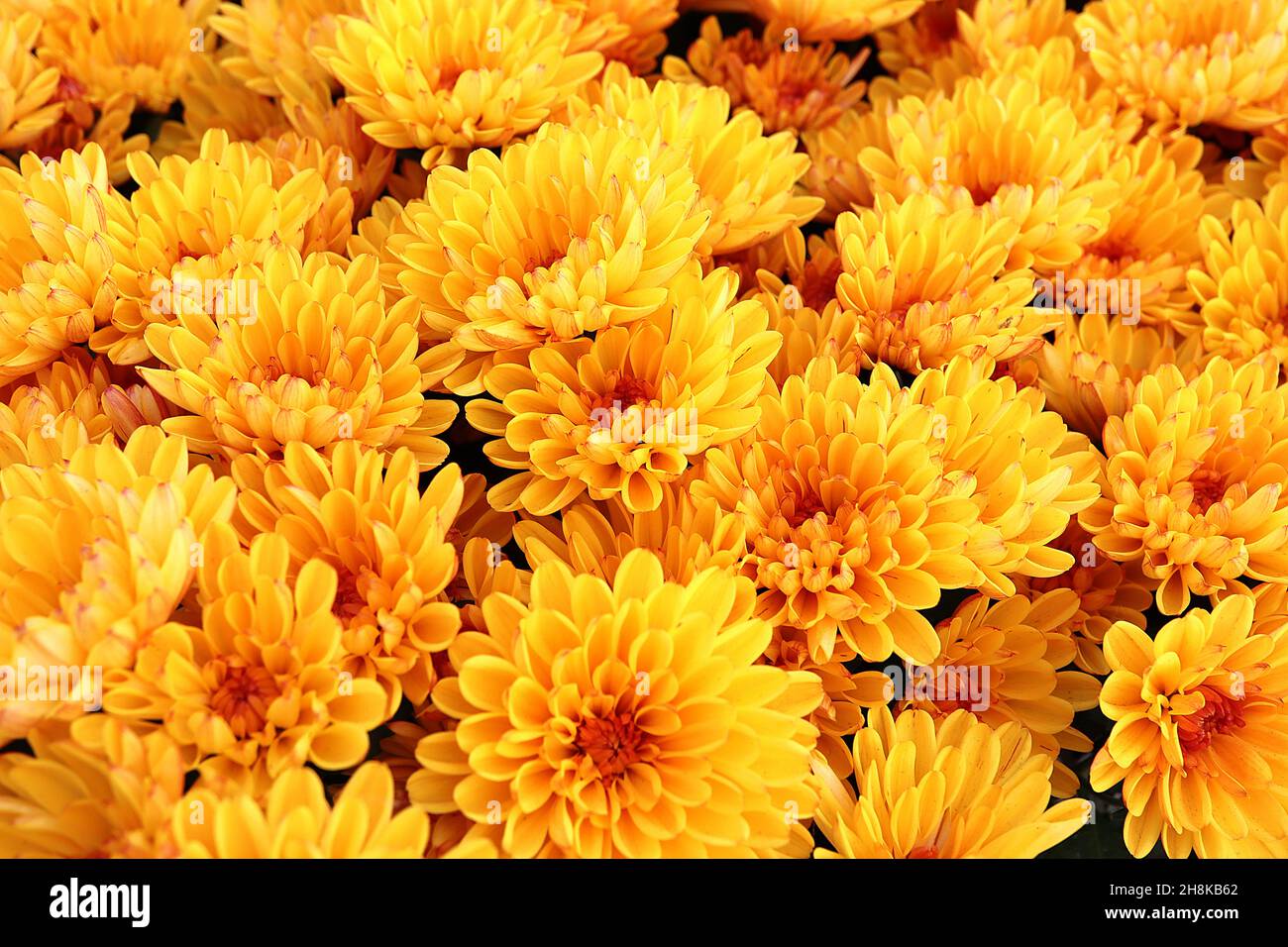 Chrysanthemum x morifolium ‘mika Orange’ mamma da giardino rigida Mika Orange – fiori di arancio giallo multistrato con centro arancio, novembre, Inghilterra, Regno Unito Foto Stock