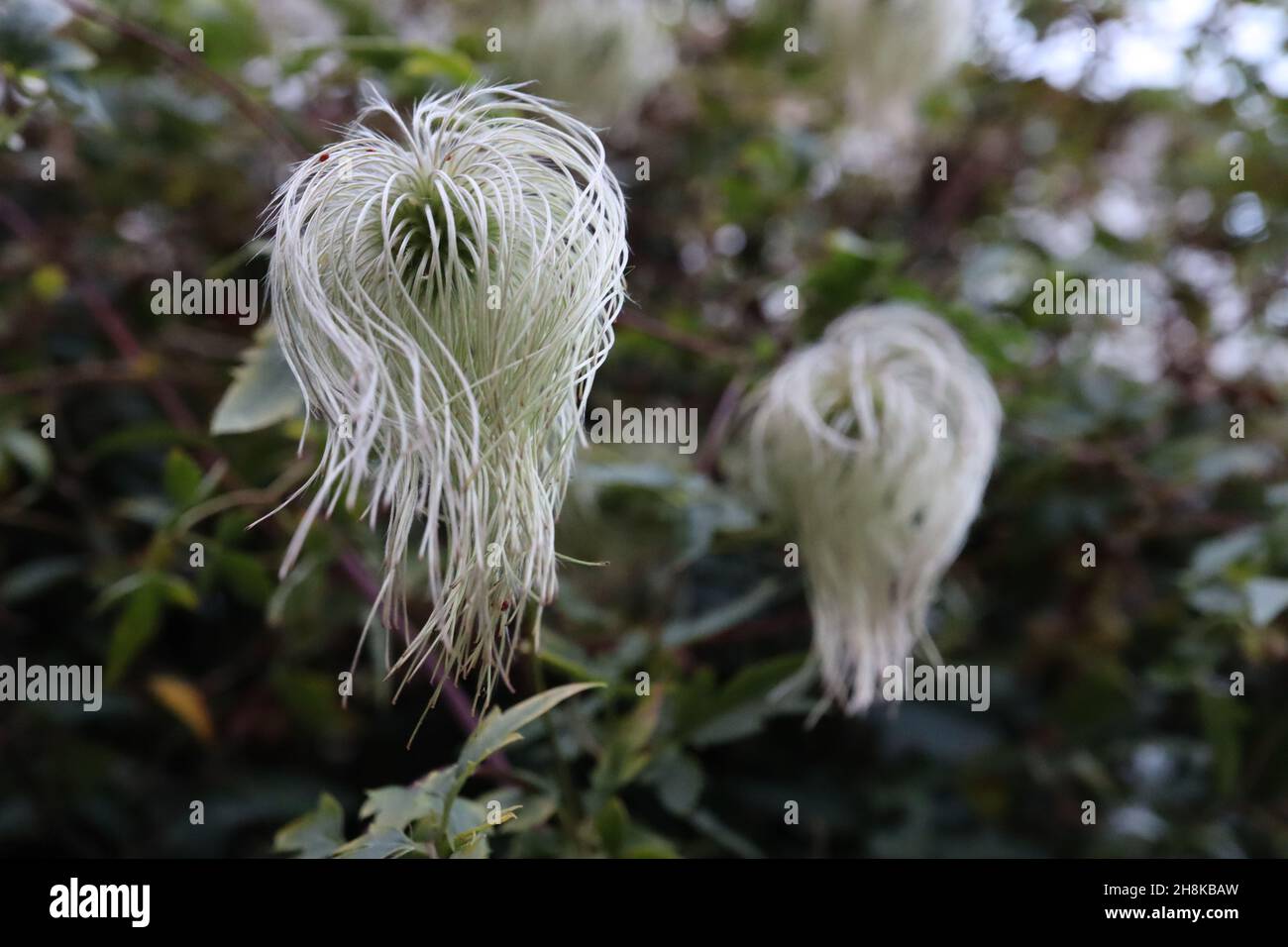 Clematis ‘il presidente’ teste bianche di semi con capelli lunghi ondulati, novembre, Inghilterra, Regno Unito Foto Stock