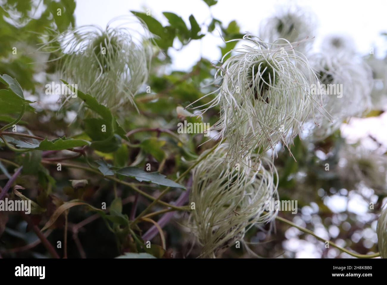 Clematis ‘il presidente’ teste bianche di semi con capelli lunghi ondulati, novembre, Inghilterra, Regno Unito Foto Stock