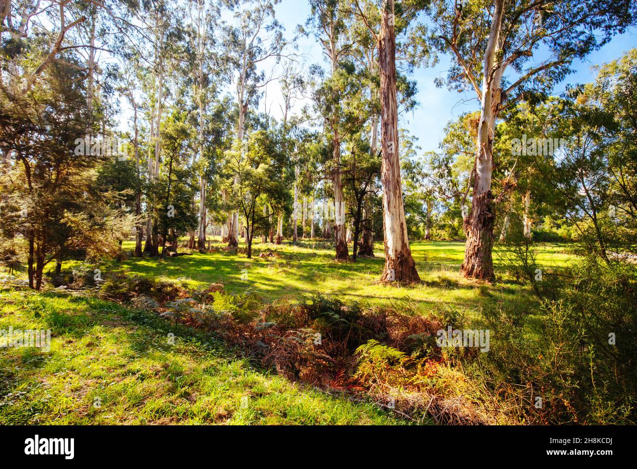 Da Lilydale a Warburton Rail Trail in Australia Foto Stock