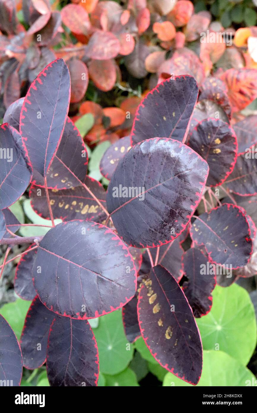 Cotinus coggygria ‘Royal Purple’ fumo albero Royal Purple – viola scuro, rosso, arancione, verde e giallo foglie obovate con foglia modello, novembre, Regno Unito Foto Stock