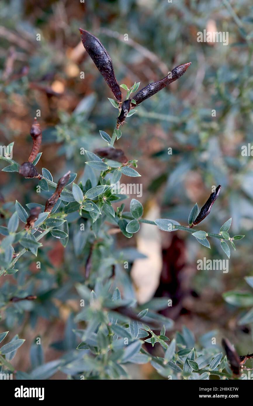 Cytisus scoparius scotch scopa – semi di piselli marroni o legumi e foglie verdi minute, novembre, Inghilterra, Regno Unito Foto Stock