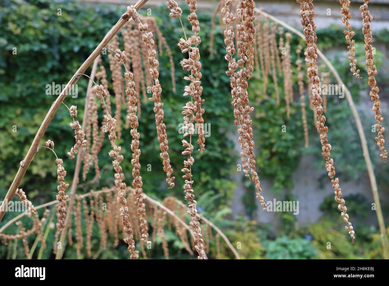 Datisca cannabina TESTE DI SEME canapa cretese – lunghi racemi pendolari di teste di seme marrone chiaro su steli ad arco alti, novembre, Inghilterra, Regno Unito Foto Stock