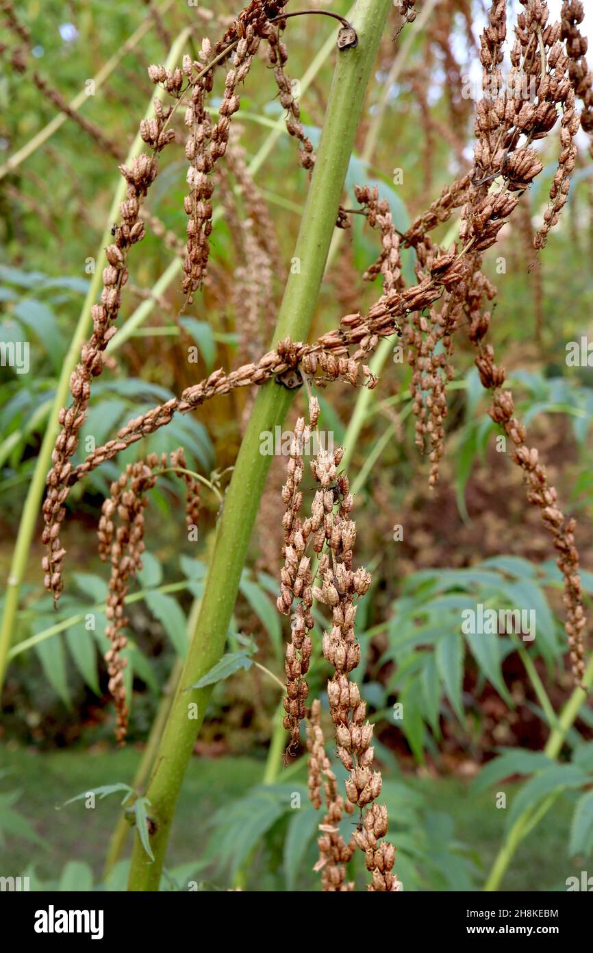 Datisca cannabina TESTE DI SEME canapa cretese – lunghi racemi pendolari di teste di seme marrone chiaro su steli ad arco alti, novembre, Inghilterra, Regno Unito Foto Stock
