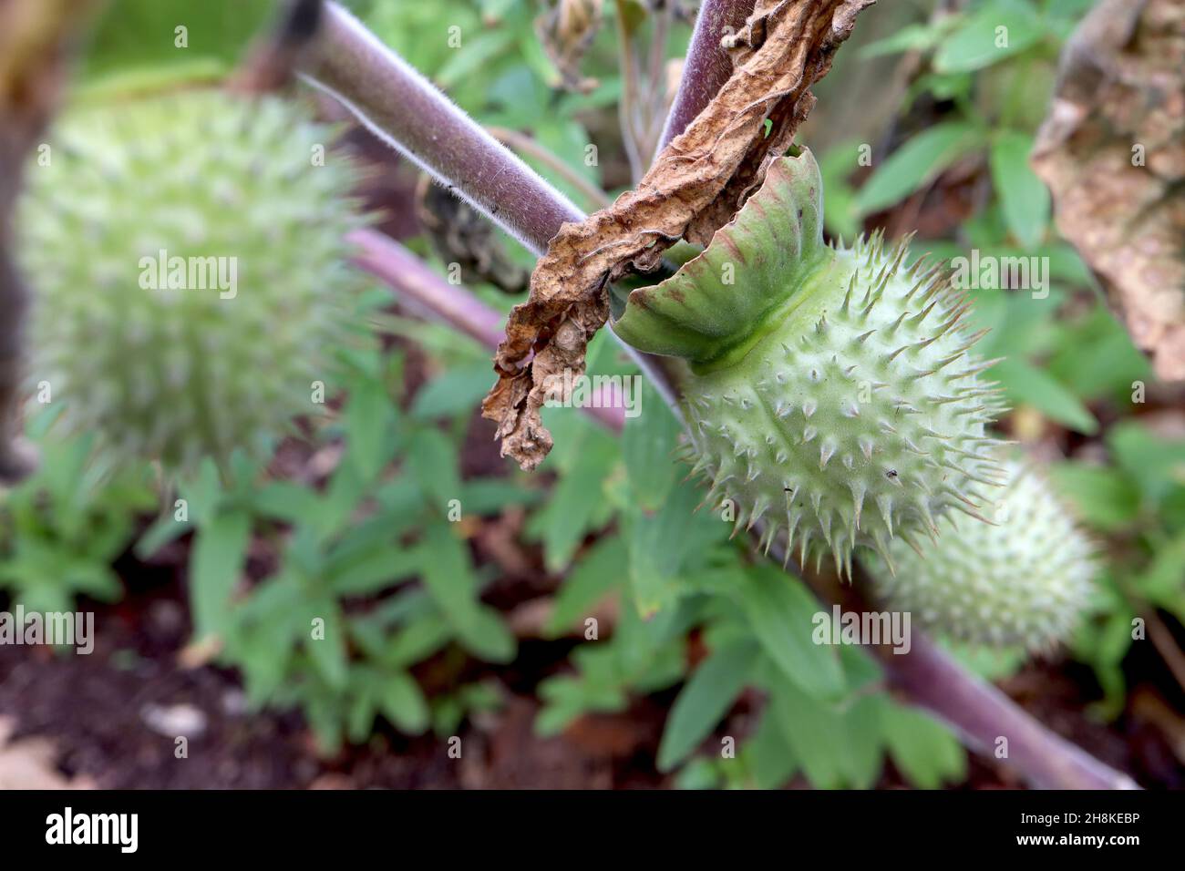 Datura innoxia / inoxia downy thorn mela – verde chiaro spiny capsula di frutta spiny, novembre, Inghilterra, Regno Unito Foto Stock