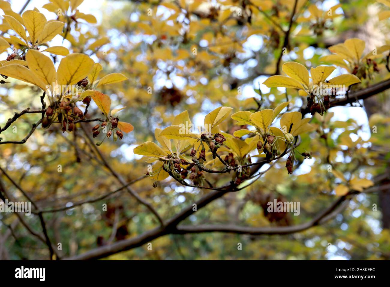 Ekianthus cernuus rubens annegando enkianthus rosso – cluster pendulous stalked teste di seme marrone e foglie di obovato giallo, novembre, Inghilterra, Regno Unito Foto Stock