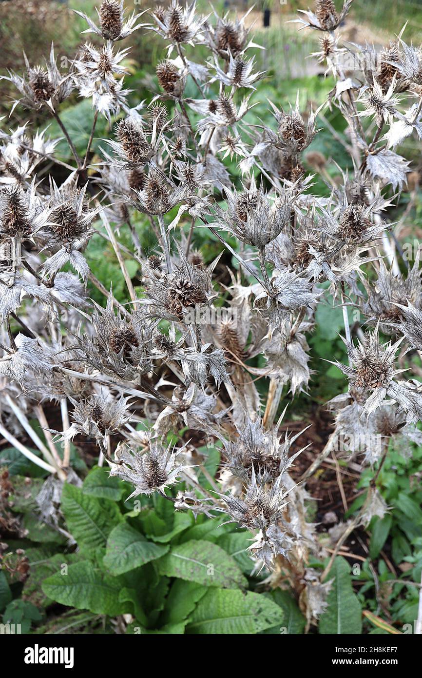 Eryngium teste di seme di mare Holly – teste di seme di buccia essiccate e bratte su steli alti, novembre, Inghilterra, Regno Unito Foto Stock