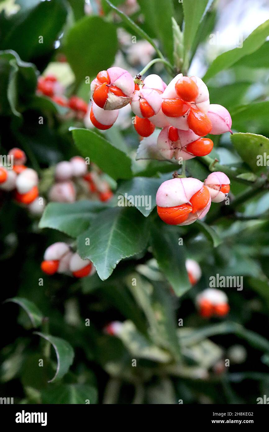 Euonymus hamiltonianus subsp sieboldianus l’albero del fusello di Hamilton – capsule di frutta rosa chiaro scanalate e foglie verde medio, novembre, Inghilterra, Regno Unito Foto Stock