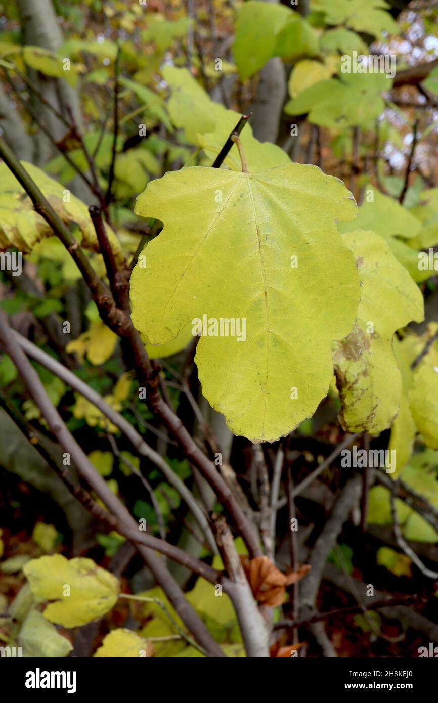 Ficus carica fico albero – grande giallo chiaro verde profondamente lobato foglie, novembre, Inghilterra, Regno Unito Foto Stock