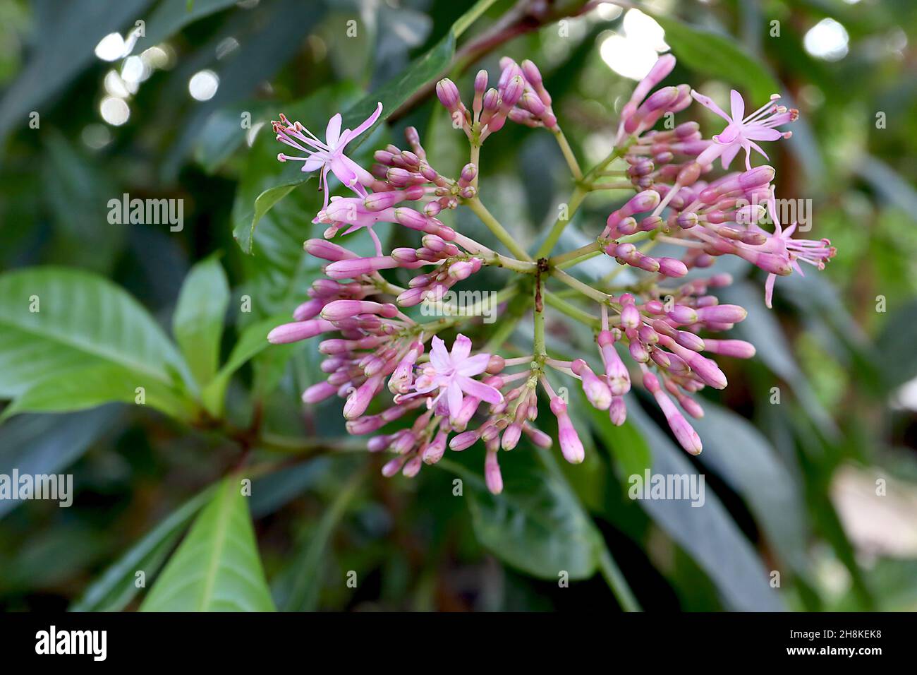 Fucsia arborescens albero fucsia – stella-a forma di fiori rosa chiaro e ellittico verde scuro lucido foglie, novembre, Inghilterra, Regno Unito Foto Stock