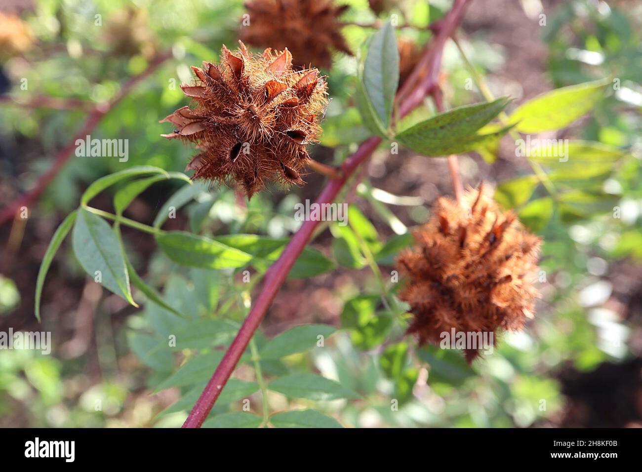 Glycyrrrhiza yunnanensis Yunnan licorice – teste di seme brune di russet spiky sferiche, novembre, Inghilterra, Regno Unito Foto Stock