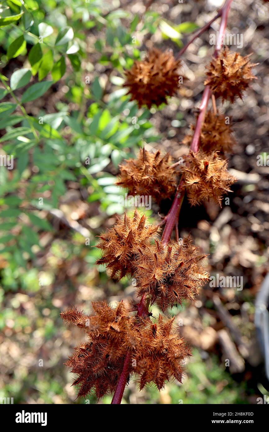 Glycyrrrhiza yunnanensis Yunnan licorice – teste di seme brune di russet spiky sferiche, novembre, Inghilterra, Regno Unito Foto Stock