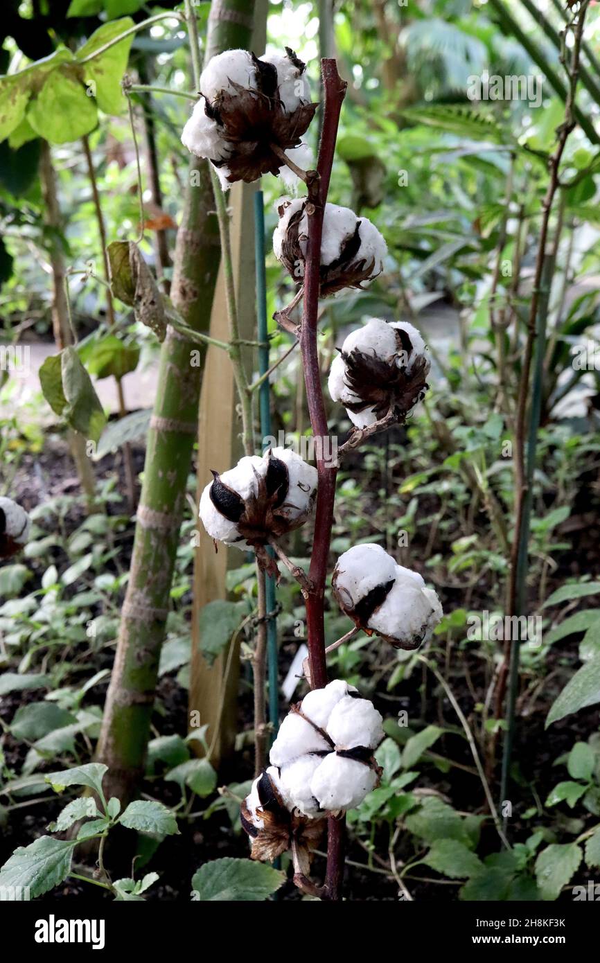 Gossypium barbadense «Chamoisfarben» pianta di cotone – palle bianche di fibre lunghe setose, setti marroni scuri, novembre, Inghilterra, Regno Unito Foto Stock