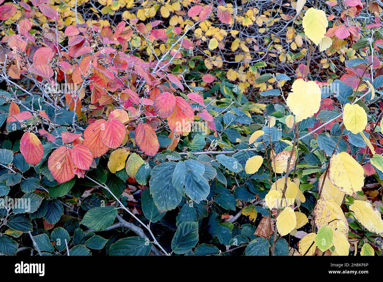 Hamamelis vernalis Ozark witchhazel – foglie ovali di colore giallo, arancione, rosso e verde scuro, novembre, Inghilterra, Regno Unito Foto Stock